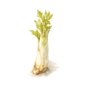 うど